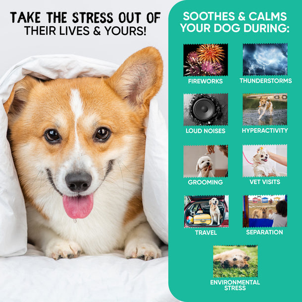Situations for which our Animigo Calming Aid for Dogs is ideal