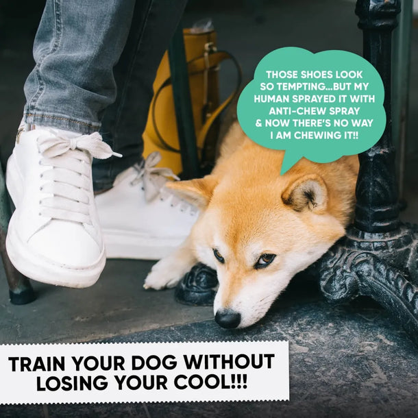 Results of Animigo spray to stop dogs chewing