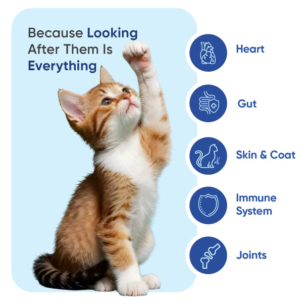 animigo-uk-multivitamin-with-minerals-for-cats-caps-03