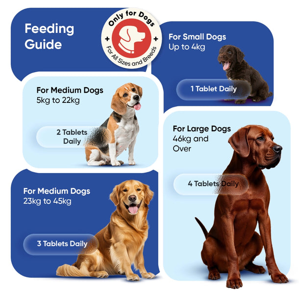 animigo-uk-multivitamin-with-minerals-for-dogs-365tablets-05