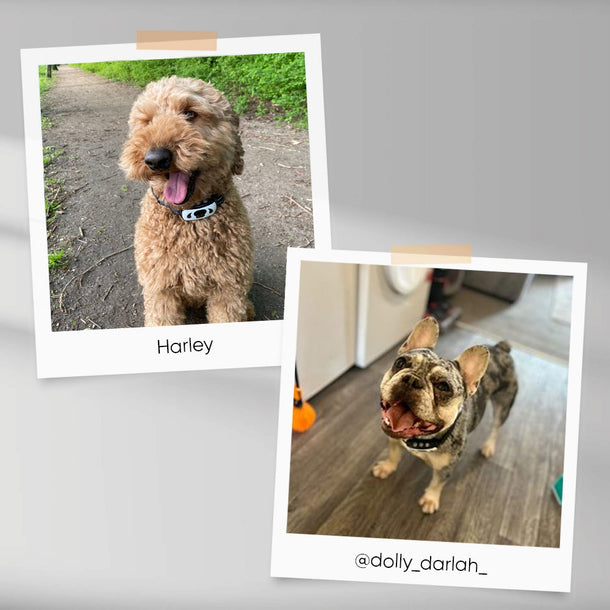 anti-bark-collar-02-ugc