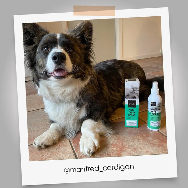 Effective chew repellent for dogs and cats from Animigo