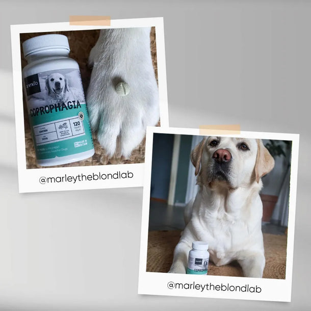 coprophagia-for-dogs-120-tablets-ugc-02