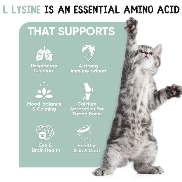 l-lysine-powder-ani-uk-02