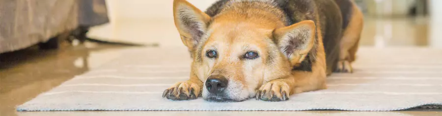 Winter can make your dog feel lethargic, which can worsen their joint pain