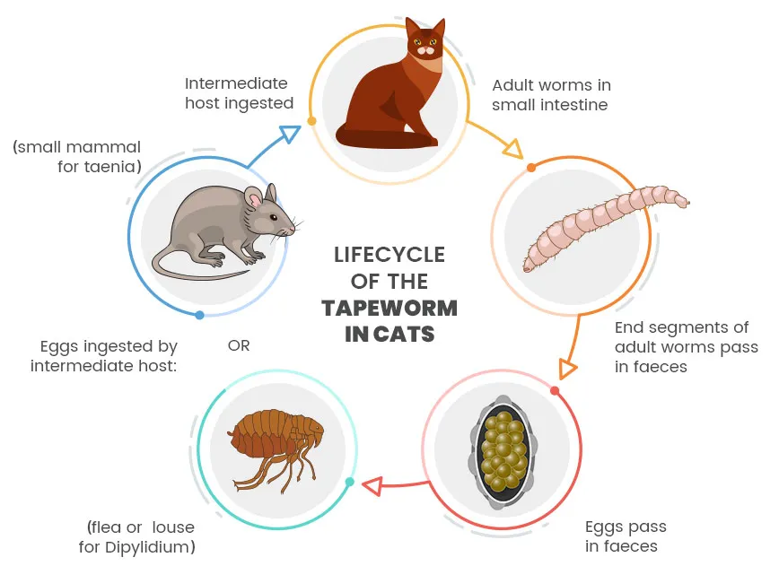 How to Deal With Tapeworms in Cats, Info & Advice