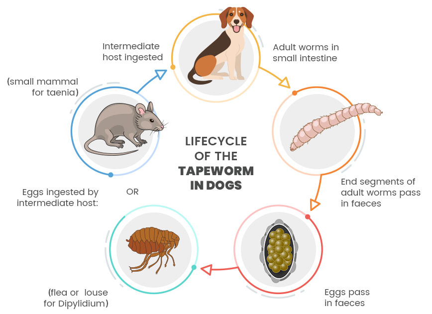 How To Deal With Tapeworms in Dogs | Info & Advice| Animigo UK