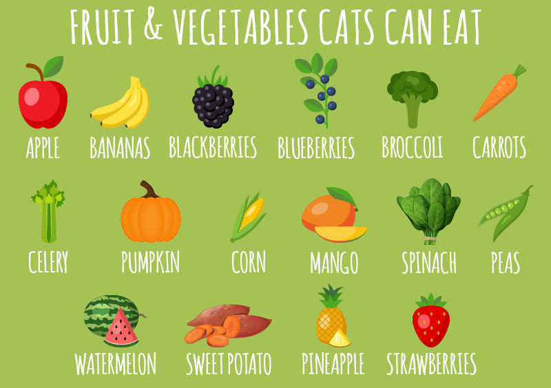 can kittens eat vegetables