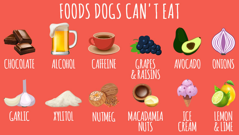 what foods can dogs not have