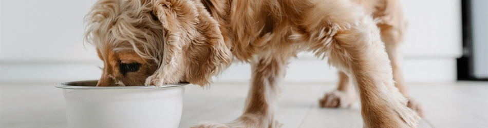 The best way to clean dogs' teeth