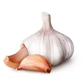 Garlic is used for managing parasites