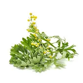 Wormwood is used for natural worming for dogs and cats