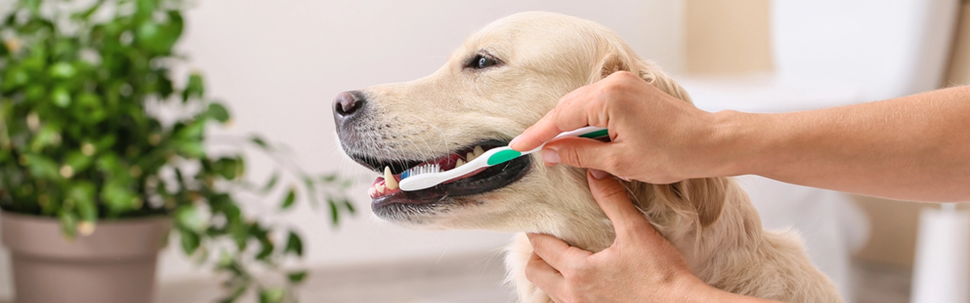 Benefits of dog teeth cleaning