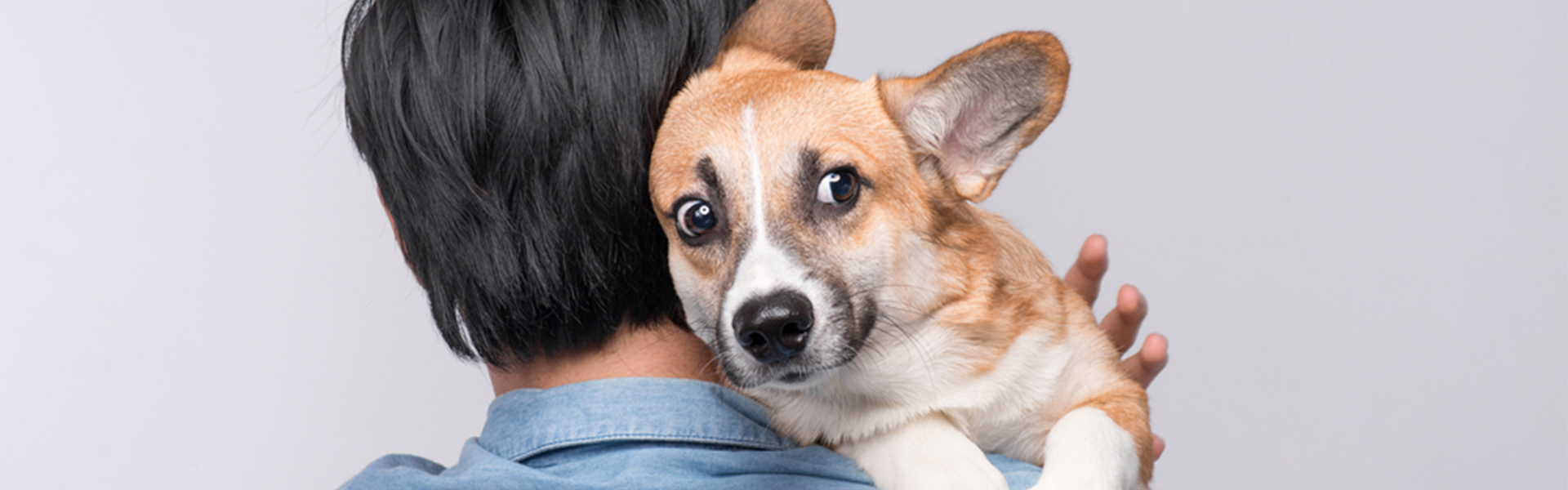 Не справляется с собакой. Собака умняка. Не справляюсь с собакой. Что поможет напугать собаку. Dogs can smell people’s stress – New study.