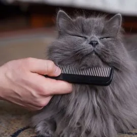 How to groom your cat