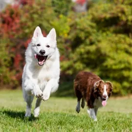 Glucosamine For Dogs