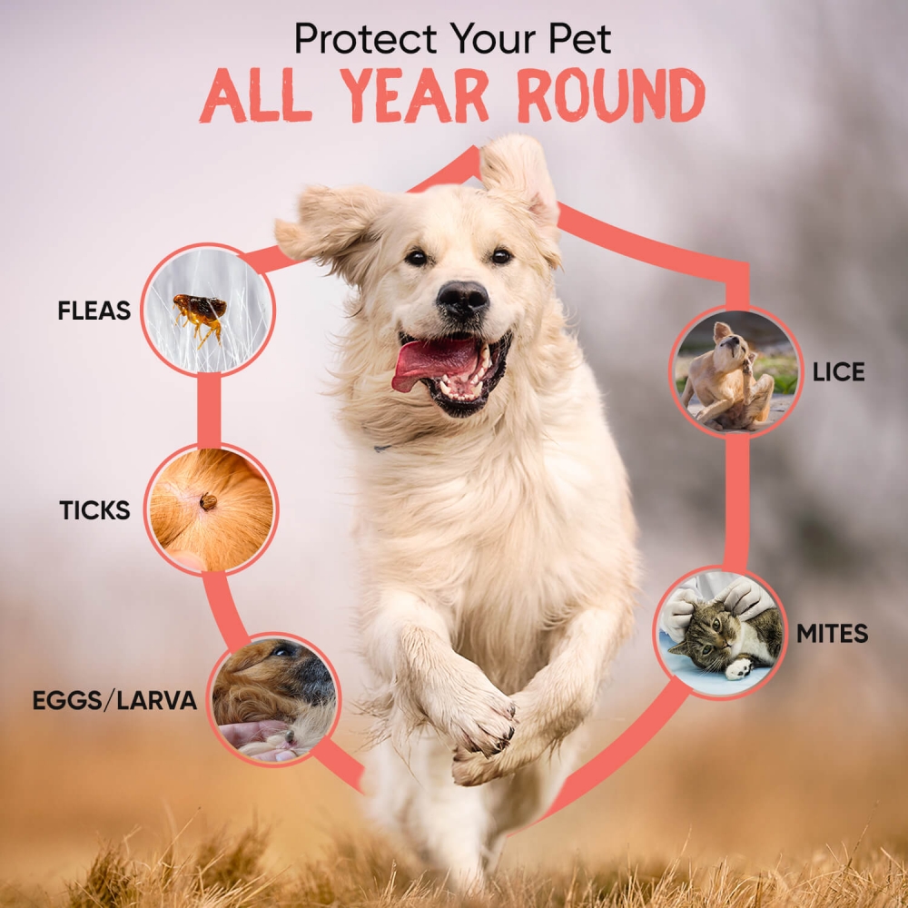 Pests and bugs from which Flea Guard Powder defends your pet