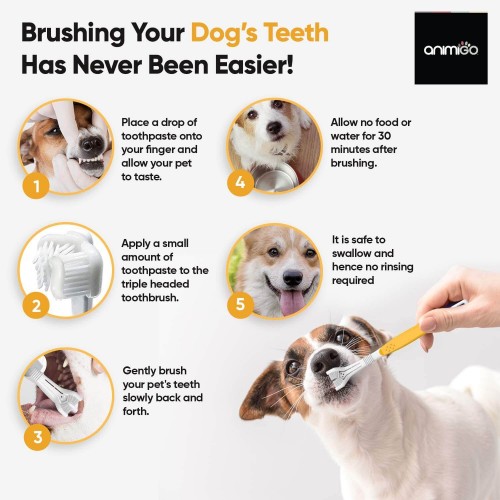 how do you take care of a small dogs teeth