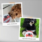 Our pet ambassadors trying our delicious Flea Powder