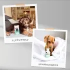 Our pet ambassadors relaxing calmly with our Calming Drops