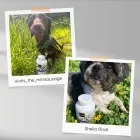 Our pet ambassadors tasting Animigo’s hip and joint supplements for dogs and cats