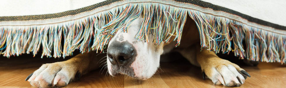 7 Ways to Calm Dogs and Cats During New Year’s Eve Fireworks