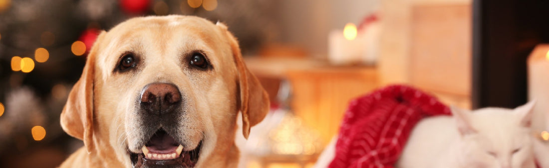 Keep Your Christmas Dogs & Cats Happy: 10 Useful Tips