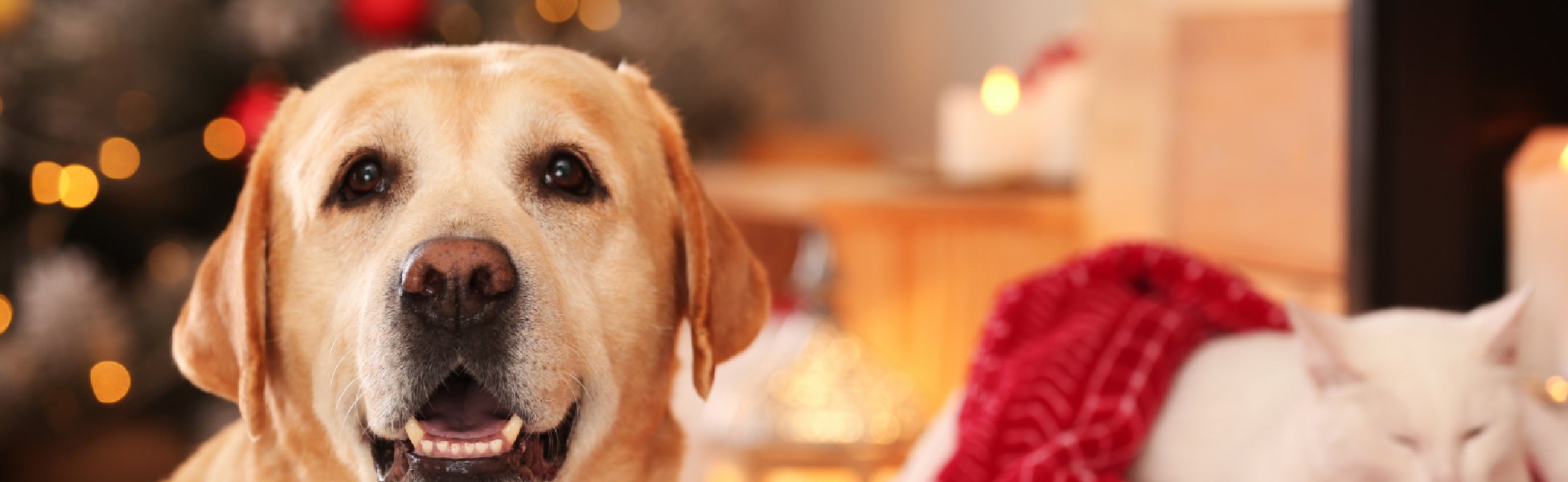 Keep Your Christmas Dogs & Cats Happy: 10 Useful Tips