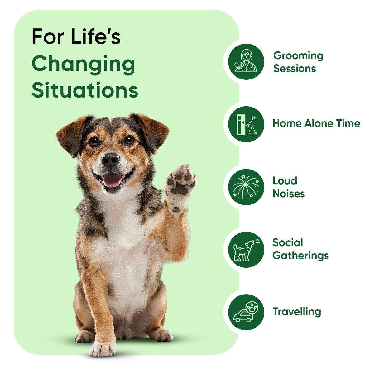 Calming drops for dogs