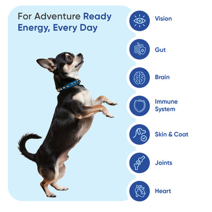 animigo-uk-multivitamin-with-minerals-for-dogs-365tablets-03