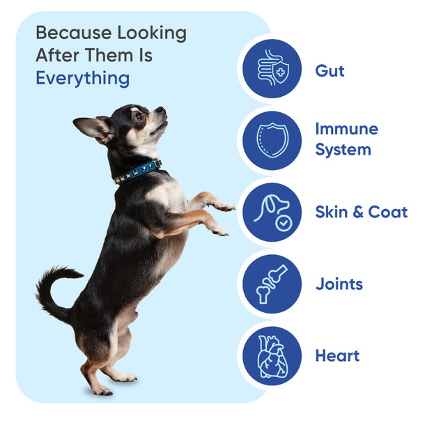 animigo-uk-multivitamin-with-minerals-for-dogs-caps-03
