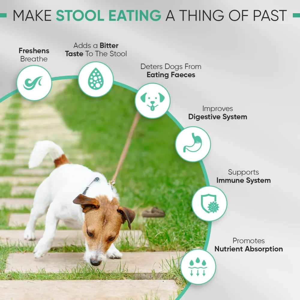 coprophagia-stool-eating-deterrent-uk--02