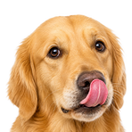 Dogs