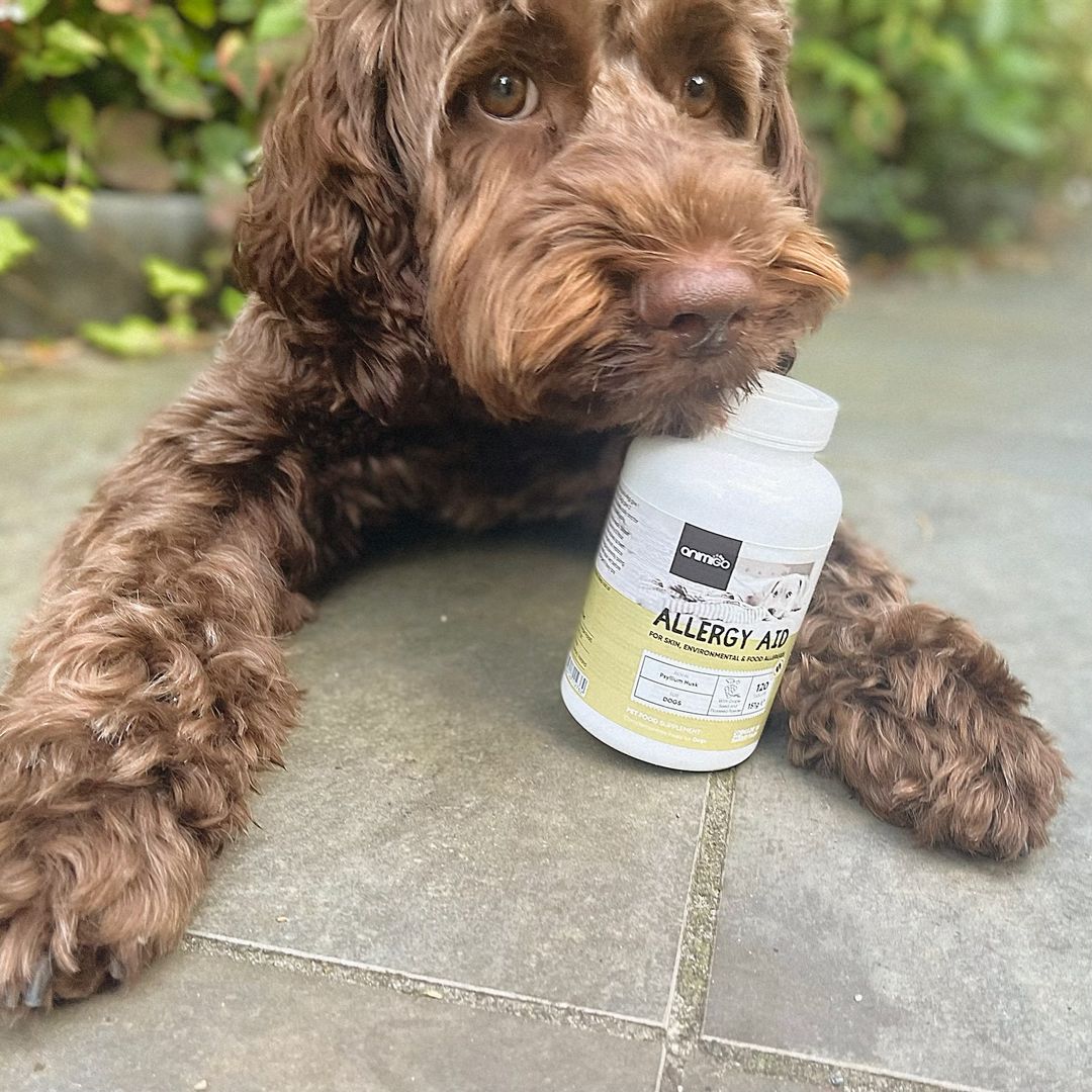 Animigo UK